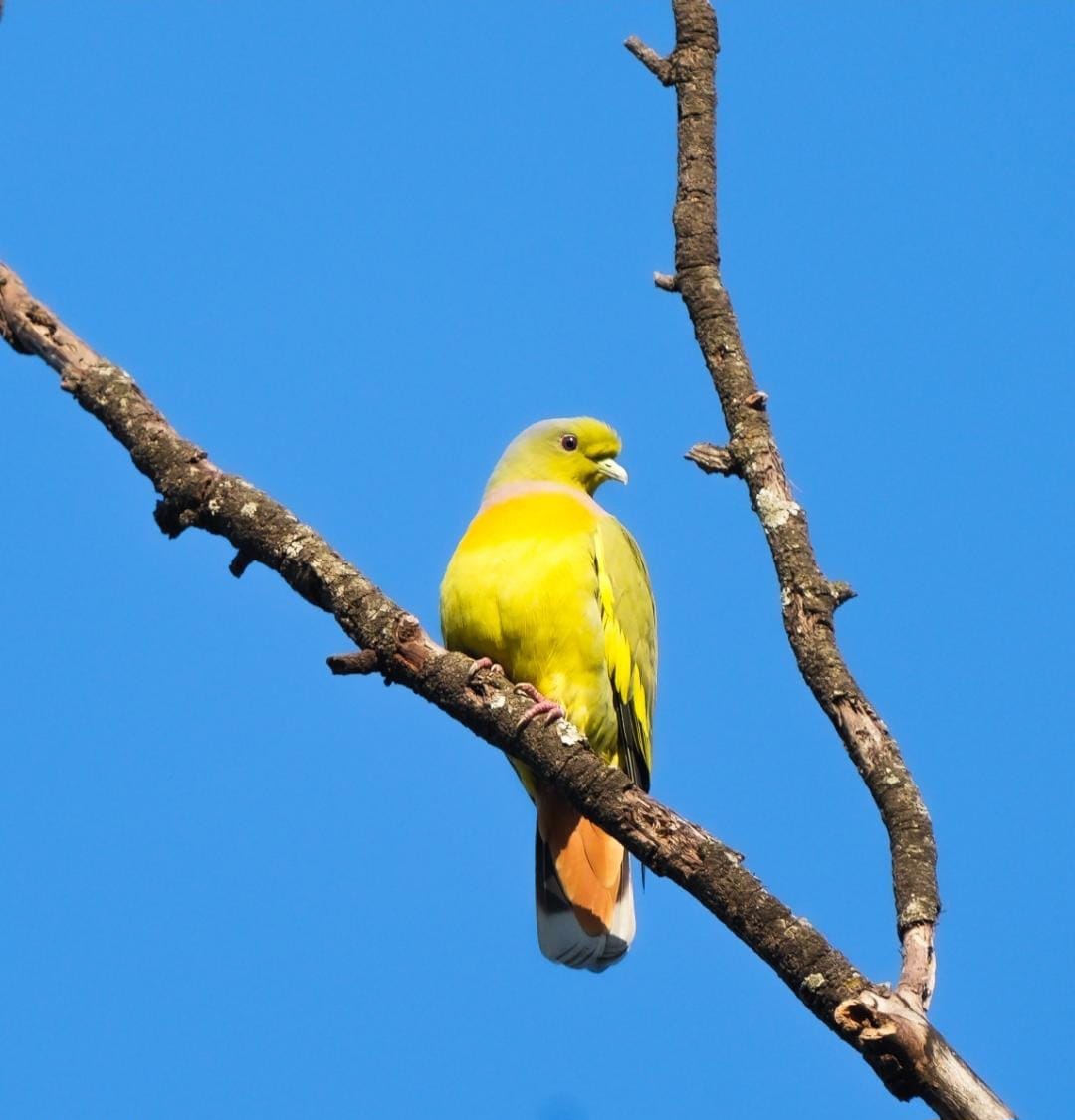  दुर्लभ ऑरेंज-ब्रेस्टेड ग्रीन-पिजन,बर्ड सर्वे के दौरान हुई विशेष फोटोग्राफी