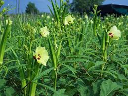 भिंडी की फसल बचाएं, मुनाफा बढ़ाएं: जानें कीट और रोग नियंत्रण के सटीक तरीके