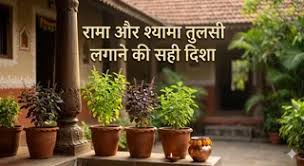 रामा या श्यामा तुलसी: घर के लिए कौन-सी है सबसे शुभ, जानें सही जानकारी