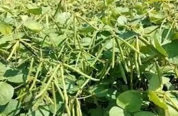 कम समय में बंपर पैदावार,गर्मी के सीजन में किसान करें मूंग की खेती