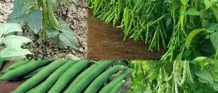 Best Gardening Tips :इन आसान टिप्स से राजमा खेत नही घर पर ही उगाएं 