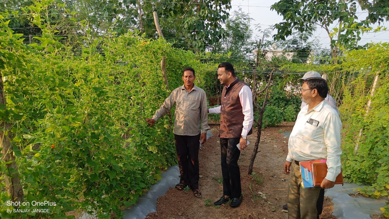 कलेक्टर ने राष्ट्रीय बागवानी मिशन योजना के तहत लगाए फसल का किया भ्रमण

