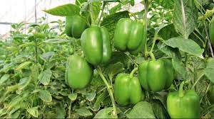 Capsicum cultivation tips: बाजार में हमेशा रहती है इस मोटे मिर्च की डिमांड,करें खेती होगी बंपर कमाई