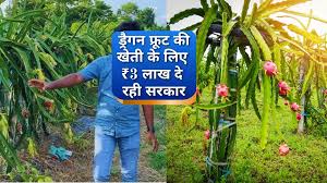  इस दुर्लभ फल से किसान होंगे मालामाल,ड्रैगन फ्रूट की खेती के लिए ₹3 लाख दे रही सरकार