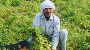 आर्थिक तंगी ने दिया नया आइडिया,सब्जियों की खेती से हर साल कमा रहे लाखों  