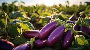 ऐसे करें बैंगन की खेती,कमाएंगे करोड़ो..
