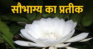 साल में एक ही बार खिलता है ये दिव्य फूल,सौभाग्यशाली ही कर पाते हैं इसके दर्शन