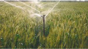 गेहूं की फसल में बाली निकलने के बाद न करें ये गलती,हो सकता है भारी नुकसान 