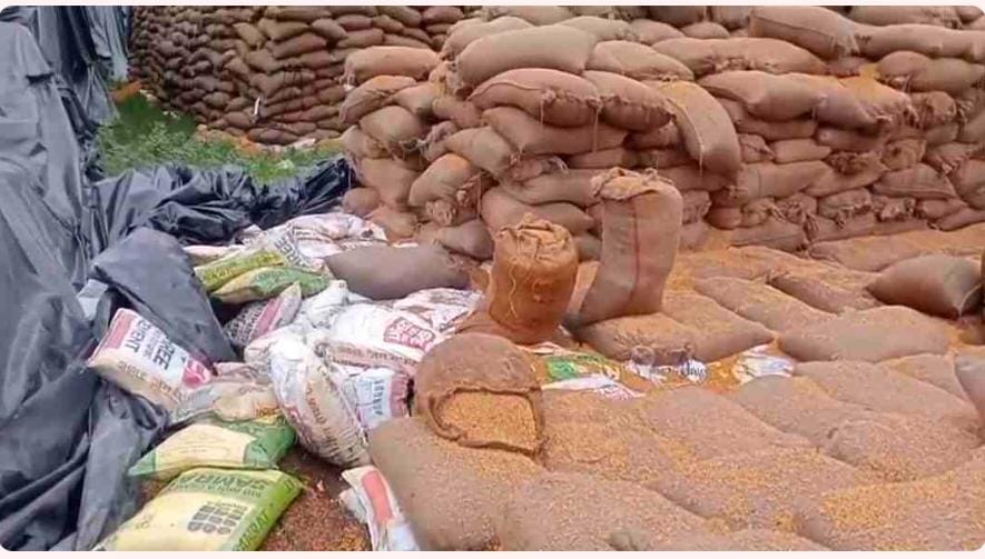 बारिश में भीगने से 4 लाख क्विंटल धान खराब : करोड़ों खर्च के बाद भी धान को सुरक्षित नहीं रख पाया 