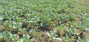 सब्जी के खेती से लाखों की कमाई,उगाएं ये सब्जी और बनिए मालामाल