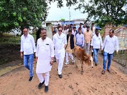 रायपुर के समोदा गौठान में 16 गौ वंशों की मौत,जांच करने पहुंची कांग्रेस की टीम
