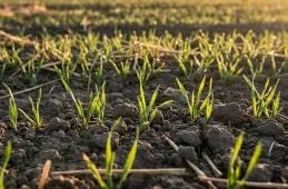 गेहूं में कम जमाव की समस्या,बस पहली सिंचाई के बाद करें ये एक काम, हरा-भरा दिखेगा पूरा खेत