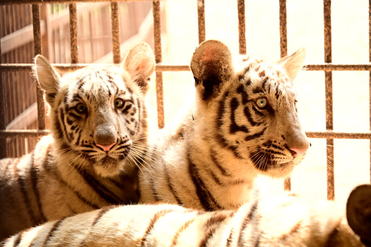 मैत्री बाग में सफ़ेद बाघों के कुनबे में फिर 2 नए मेहमान आये