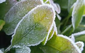 छत्‍तीसगढ़ में कड़ाके की ठंड,12 से ज्‍यादा जिलों में शीतलहर का अलर्ट