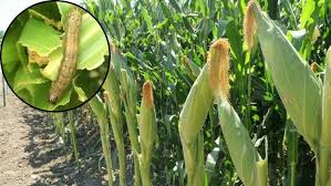 किसानों के लिए अलर्ट: फॉल आर्मीवर्म से मक्का फसल को खतरा, ऐसे करें कंट्रोल