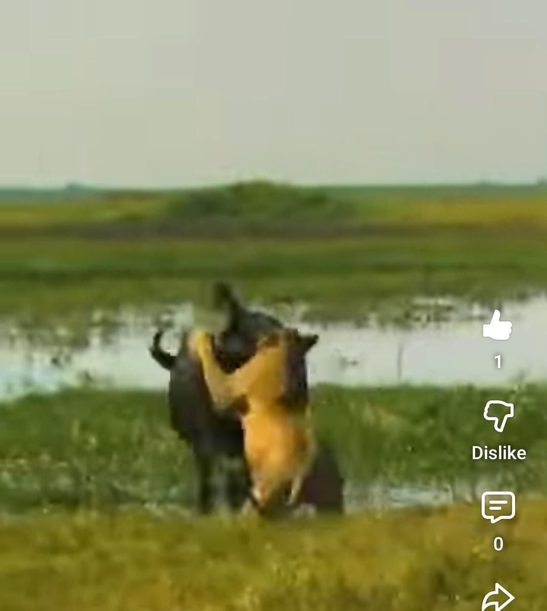 भालू और बाघ के बीच संघर्ष