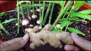 इस तरीकें से गमले में उगाएं अदरक,जानिए रोपण का सही तरीका