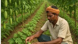 नवंबर में करें इस सब्जी की खेती मिलेगा बंपर पैदावार! यहां जानें पूरी जानकारी