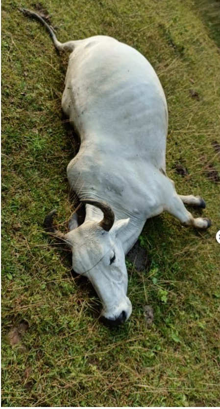 बेजुबान गाय बैल के उपर गिरी आकाशीय बिजली, मौके पर मौत
