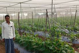 पीतांबर नायक ने खेती में किया नवाचार, तरबूज, पपीता, खीरा जैसे फसलों से कमा रहे लाखों