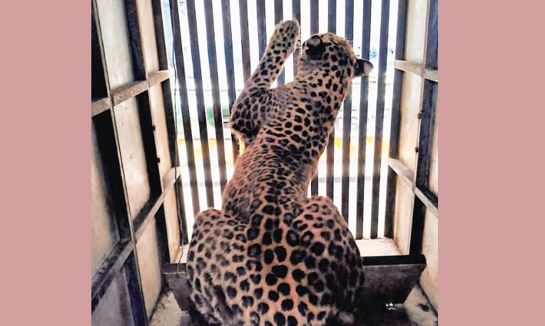 उदंती-सीतानदी टाइगर रिजर्व में बड़ा वन्यजीव हादसा, अवैध फंदे में फंसा नर तेंदुआ