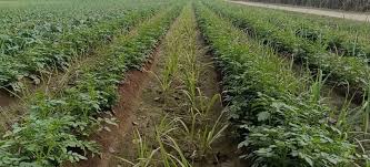 आइए जानतें हैं कैसे करें गन्ने के खेतों में सहफसली?