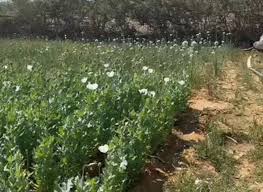 अफीम की अवैध खेती का खुलासा: 17 दिन में पांचवीं कार्रवाई, पुलिस जांच में जुटी