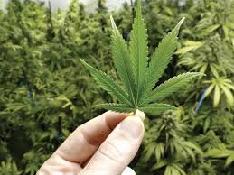 आबकारी टीम ने पकड़ा 2.9 किलो गांजा