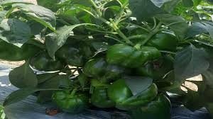 कम लागत में तगड़ा मुनाफा : हर मौसम में रहती है जबरदस्त डिमांड,करें इस सब्जी की खेती 