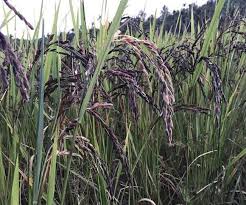 Black Rice Farming: इस तरह करें काले धान की खेती,होगा दोगुना मुनाफा 