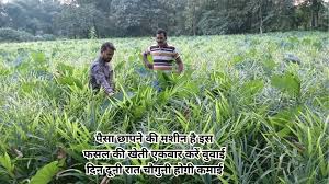 पैसा छापने की मशीन है ये फसल की खेती,एकबार करें बुवाई दिन दूनी रात चौगुनी होगी कमाई 