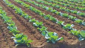 नवंबर महीने में सब्जी की खेती करना चाहते हैं तो इन बातों का रखें ध्यान