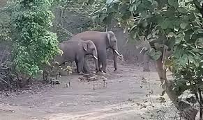 ग्रामीणों में फिर से दहशत का माहौल: एमपी से पेंड्रा पहुंचा चार हाथियों का दल