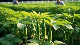 जनवरी में करें भिंडी की इस किस्म की खेती,होगा तगड़ा मुनाफा 