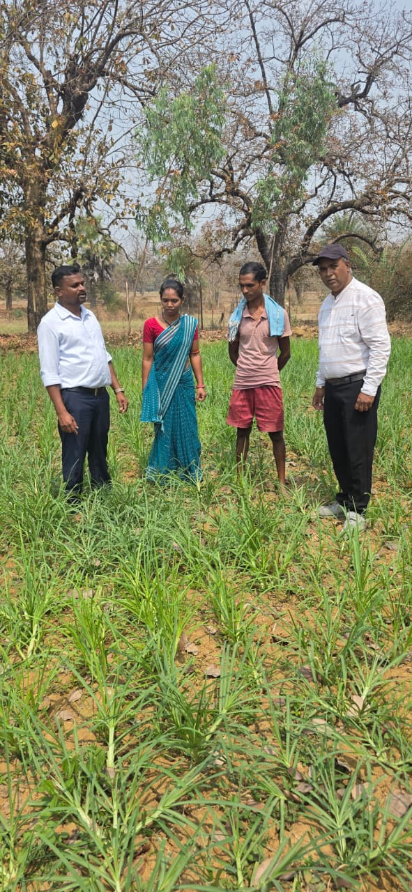 मिलेट्स की खेती से बढ़ रही किसानों की आय,दंतेवाड़ा में रागी उत्पादन की नई पहल