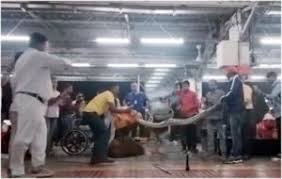 स्टेशन बना अजगर का अड्डा,बिलासपुर के रेलवे स्टेशन में निकला विशालकाय अजगर