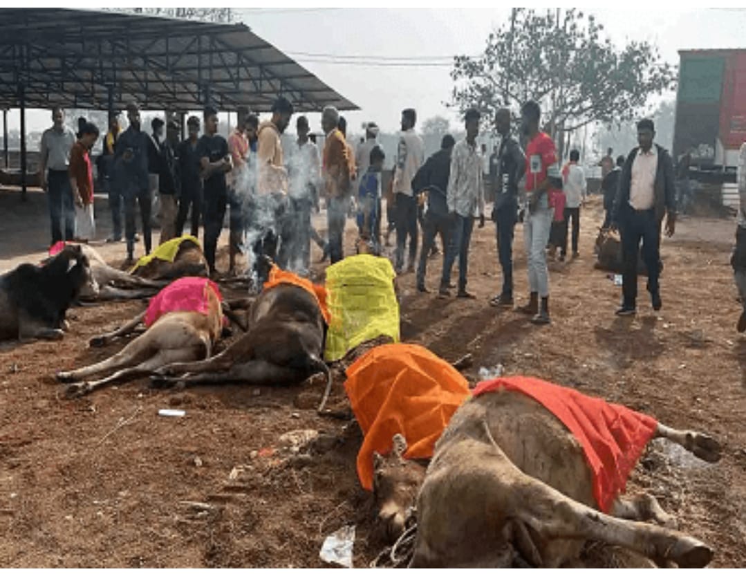 स्थानीय निवासियों ने मवेशियों से भरी ट्रक को पकड़ा ,जिसमें 13 गाय मृत हालत में मिली