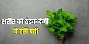 गर्मि‍यों से बचायेगी ये हरा पत्ती,आज ही डाइट में करें शाम‍िल