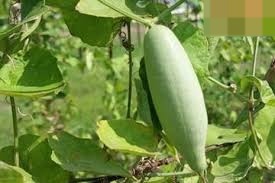किसान परवल की इस वैरायटी को उगाकर कमा रहा तगड़ा मुनाफा 