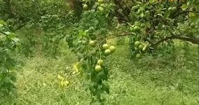मौसमी खेती बनी कमाई का मंत्र,इस खेती से किसान हों रहे मालामाल