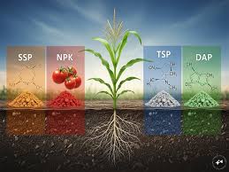क्या आप जानतें हैं आपकी फसल के लिए कौन सी खाद सबसे जरूरी? 