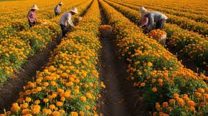  कम समय में अच्छी उपज और अधिक मुनाफा, गेंदा की खेती से बढ़िया कमाई, जानें कैसे?