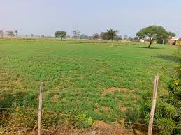 धमतरी जिले में एक मार्च से समर्थन मूल्य पर खरीदा जाएगा चना