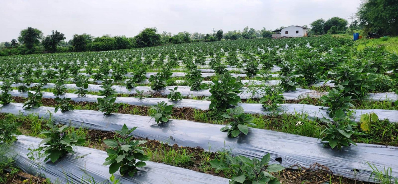 उन्नत तकनीक से खेती कर किसान चिंतामणी ने बढ़ाई अपनी आमदनी