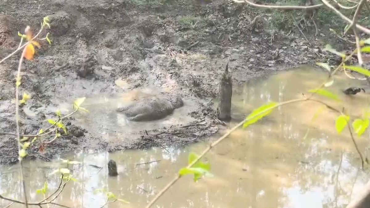 मां से बिछड़ा नन्हा गजराज… केराझरिया जंगल में दलदल बना मौत का जाल