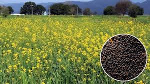 बुवाई से पहले किसानों के बीच नई सरसों उन्नत किस्म हुई लोकप्रिय, संस्थान को मिला फिर से अवार्ड
