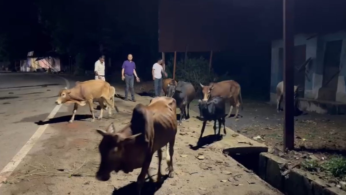 हाई कोर्ट की फटकार : मवेशियों को हटाने सड़क पर उतरे प्रशासनिक अधिकारी…