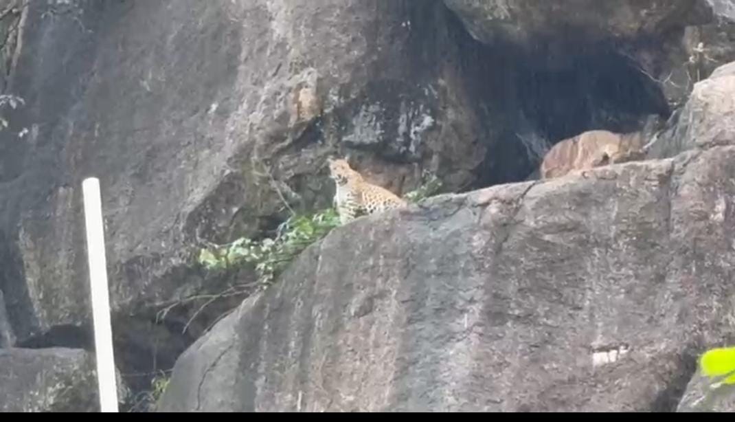 कांकेर शिवनगर-उदय नगर वार्ड के लोगों में दहशत का माहौल पहाड़ी में तेंदुए का आतंक, दो मुर्गियों को बनाया शिकार