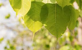 Benefits Of Peepal Leaves : कई बीमारियों में बेहद ही कारगर है पीपल का पत्ता,जानें सेवन का सही तरीका 
