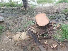 अवैध पेड़ कटाई एवं परिवहन पर वन विभाग की पैनी नजर,रात्रिकालीन गश्ती दल भी तैनात